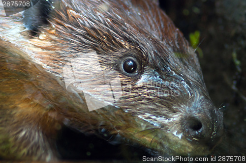 Image of Extreme Animal Close Up Beaver Head Nocturnal Semi Aquatic Roden