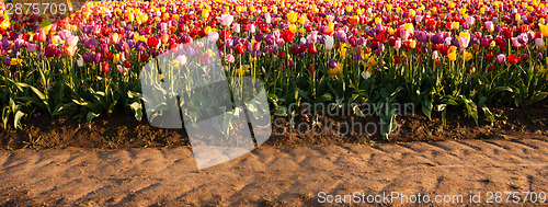 Image of Neat Rows Tulips Colorful Flowers Farmer's Bulb Farm Tractor Pat