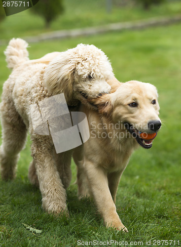Image of Happy Golden Retreiver Dog with Poodle Playing Fetch Dogs Pets