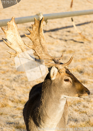 Image of Beautiful Engaged Wildlife Young Male Buck Deer Antlers Horns