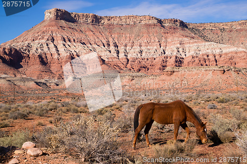 Image of Domestic Animal Livestock Horse Grazes Desert Southwest Canyon L