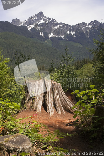 Image of Overlook at Cut Tree Stump North Cascade Mountains Washington