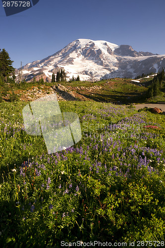 Image of Late Summer Wildflowers Mt. Rainier National Park Skyline Trail