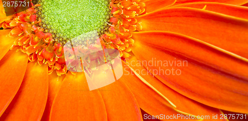 Image of Gerbera Flower Orange Yellow Petals Green Carpels Close up