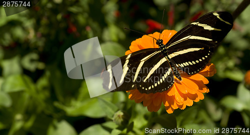 Image of Zebra Longwing 