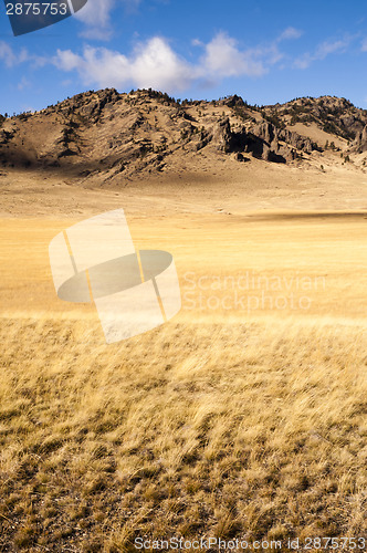 Image of Yellow Grain Grassland Growing Scenic Valley Northern Rocky Moun