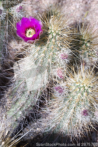 Image of Pink Bloom on Flowering Cactus Flourishing Desert Southwest