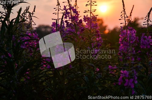 Image of Close-up of blossom fireweed flowers at sunset