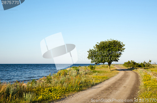 Image of Winding gravel road with lone tree at the coast