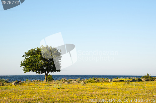 Image of Lone tree by the coast