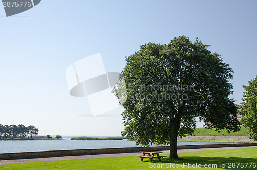 Image of Park bench by a big tree at seaside