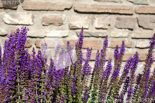 Image of Blossom salvia flowers close-up