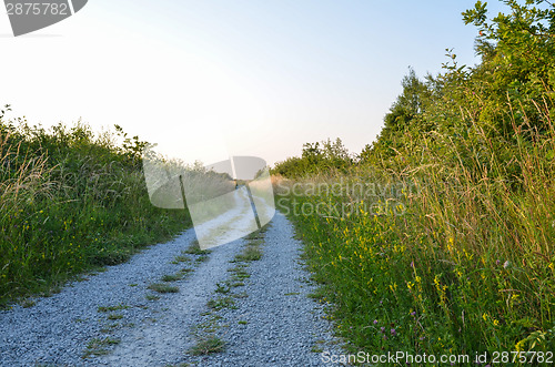 Image of Gravel road at summer in lush vegetation