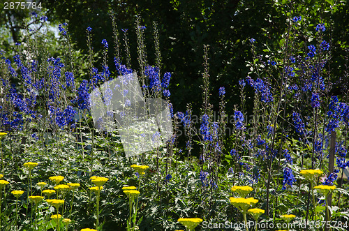 Image of Colorful garden flowers