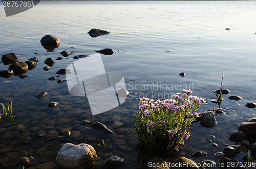 Image of Sunlit Sea Aster plant by the coast