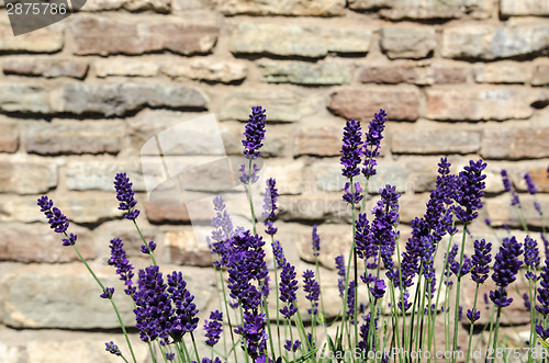 Image of Close-up of blossom lavender bunch