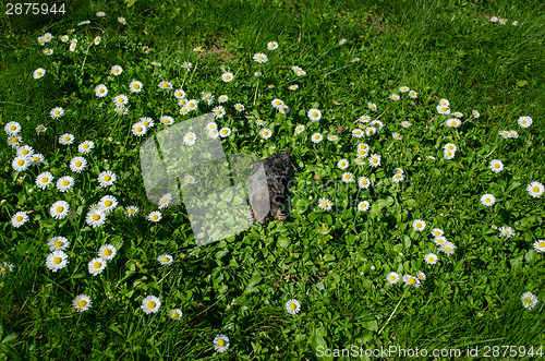 Image of dead black mole in meadow between daisy flowers 