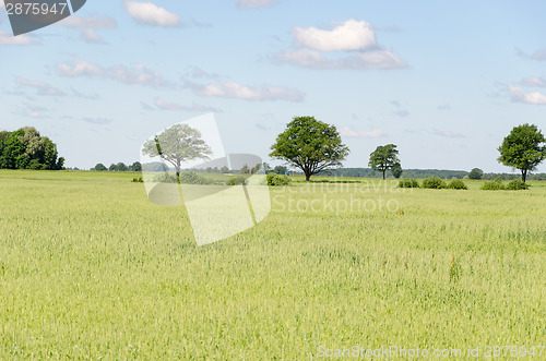 Image of panoramic view of rye field and tree in horizon 