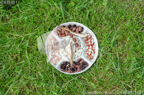 Image of dried bean mix in plate on green grass background  