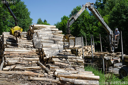 Image of Man load felled tree logs to trailer transport 