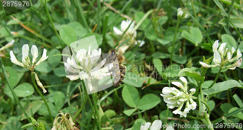 Image of Bee and clover