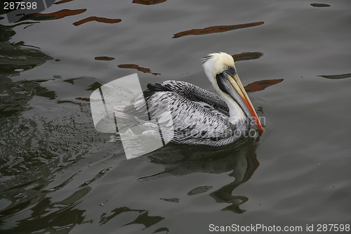 Image of Pelican