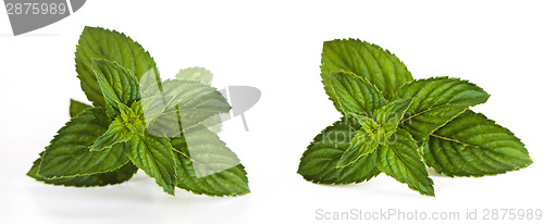 Image of Mentha (also known as mint)