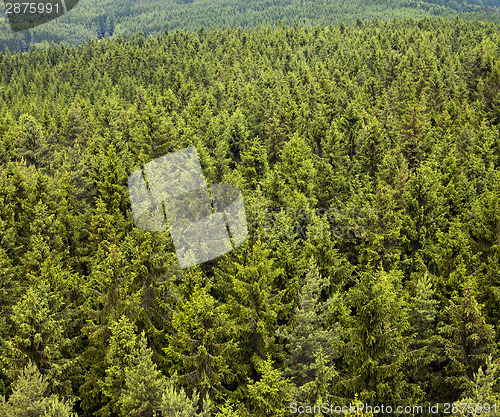 Image of Coniferous Forest 