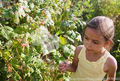 Image of Little girl  and raspberries