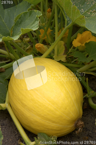 Image of Pumpkin growing