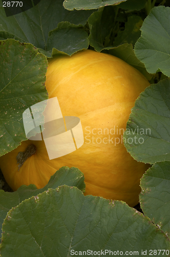 Image of Pumpkin growing