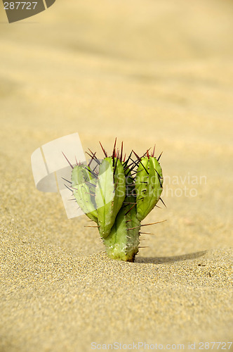 Image of Cactus in the sand