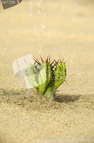 Image of Watering a cactus