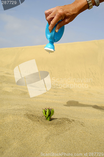 Image of Watering a cactus