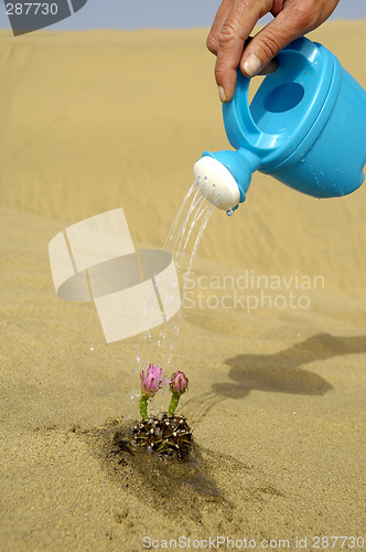 Image of Watering a cactus