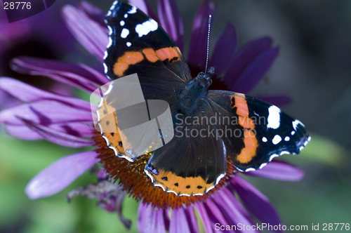 Image of butterfly on flower