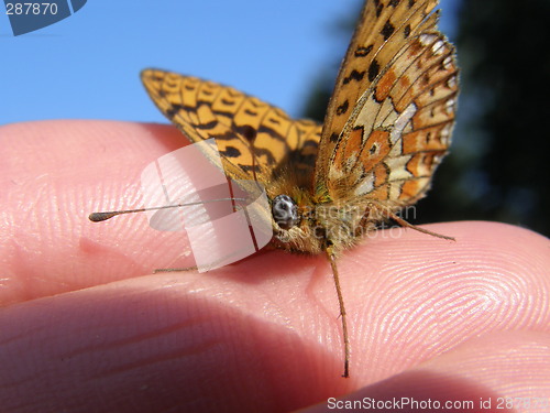 Image of butterfly closeup