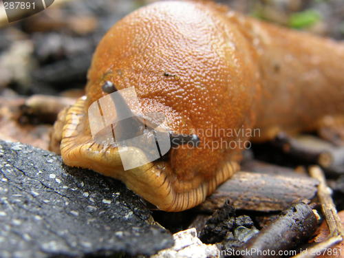 Image of mordersnegle,slug,