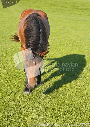 Image of Horse