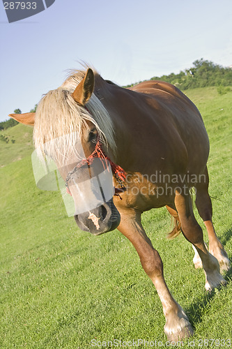 Image of Horse portrait