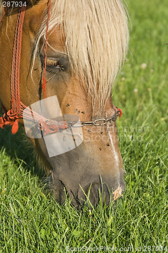 Image of Horse grazing portrait