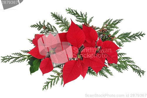 Image of Poinsettia Flowers