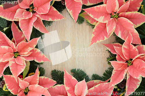 Image of Poinsettia Flower Border