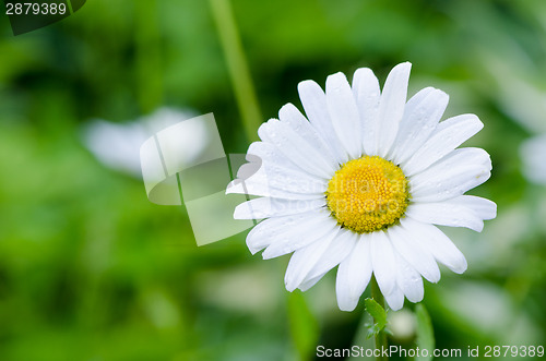 Image of Closeup of dewy daisy flower bloom with petals. 