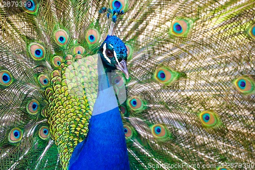 Image of Peacock showing off