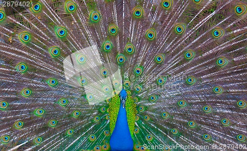 Image of Peacock showing off