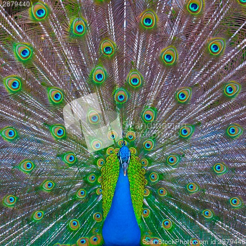 Image of Peacock showing off