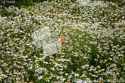 Image of Red poppy among daisies 