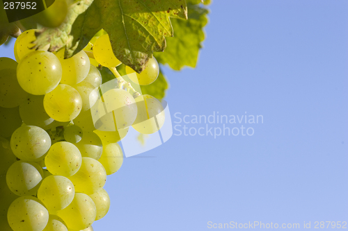 Image of Cluster of green grapes in the sun