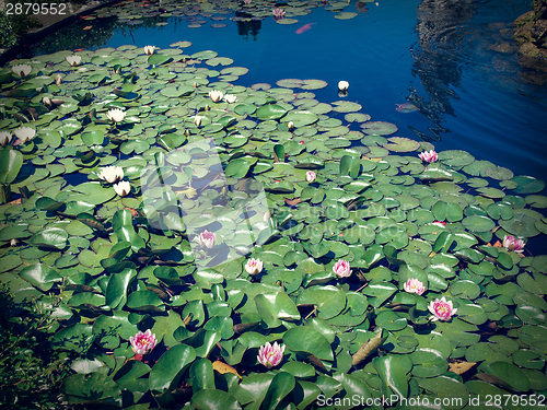 Image of Waterlily
